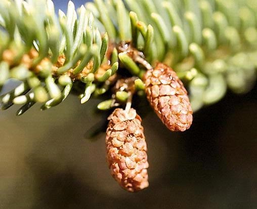 Spruce Cones | Intermountain Forest Association