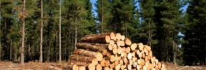 Timber | Intermountain Forest Association